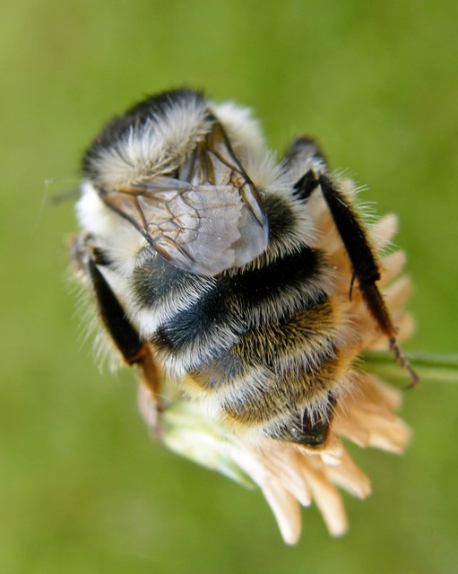 Hymenoptera - Hártyásszárnyúak