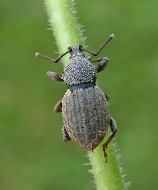 Otiorhynchus raucus - molyhos gyalogormányos