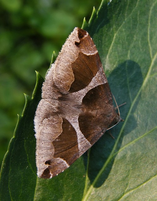 Dysgonia algira - déli porcelánbagoly