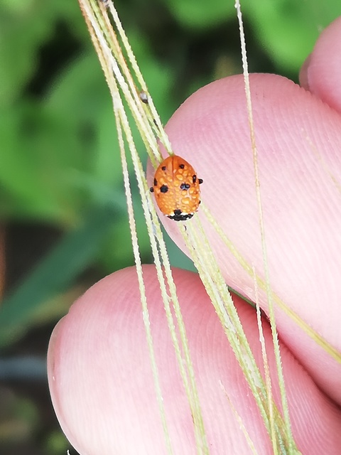 Hippodamia variegata - tizenhárompettyes katica