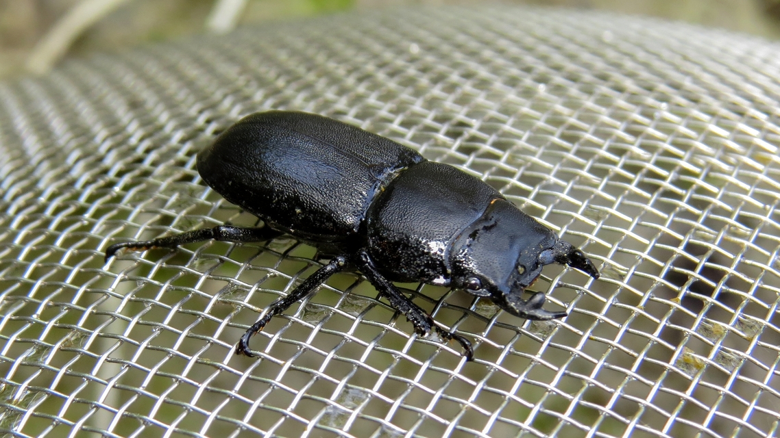 Dorcus parallelipipedus - kis szarvasbogár
