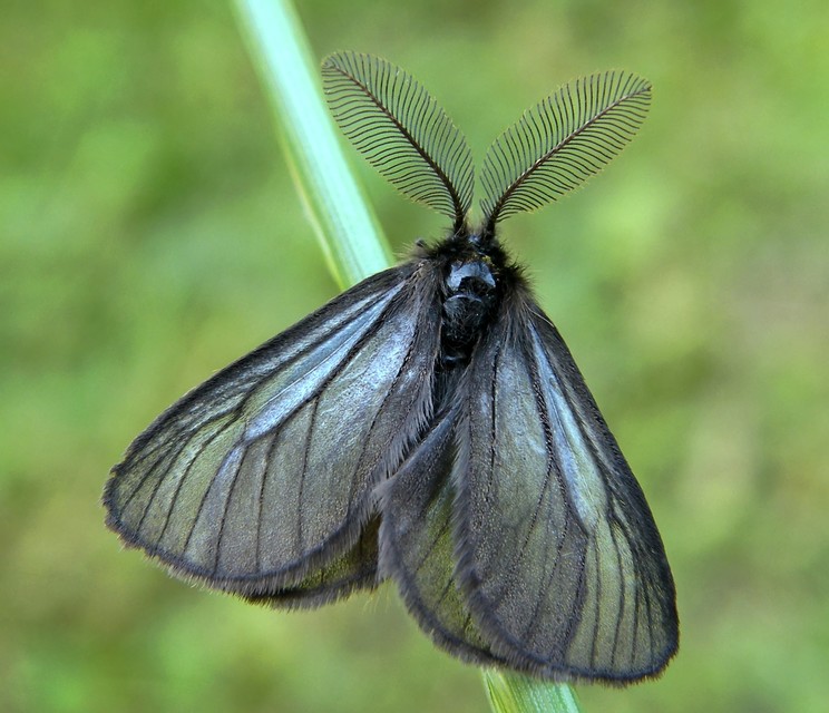 Pentophera morio - réti gyapjaslepke