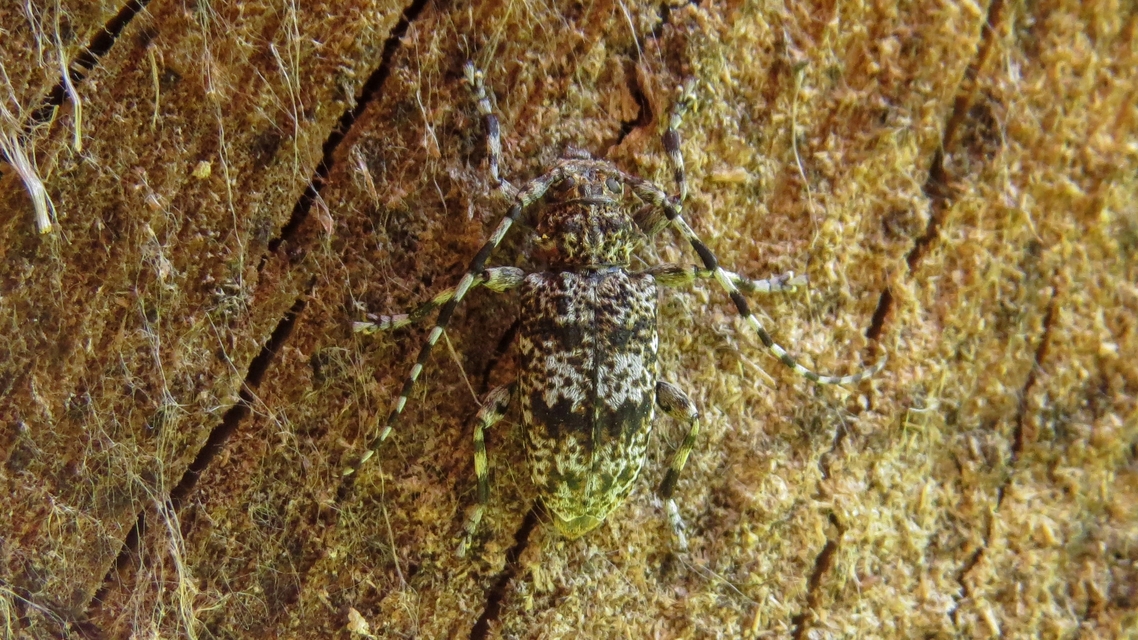 Aegomorphus clavipes - tarka cincér Aegomorphus clavipes - tarka cincér