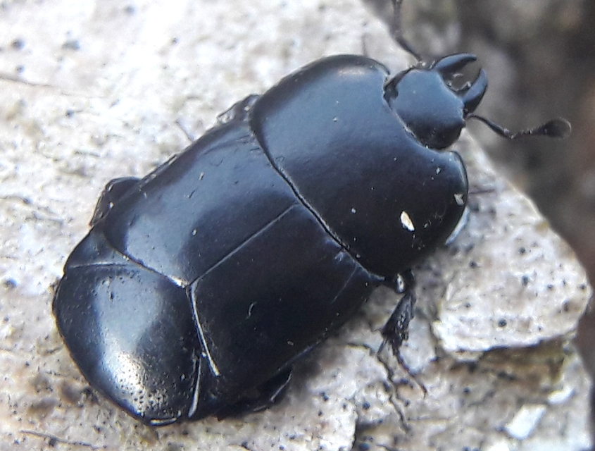 Hololepta plana - lemez-sutabogár