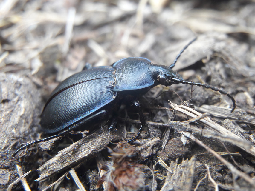 Carabus convexus simplicipennis - kárpáti selymes futrinka Carabus convexus simplicipennis - kárpáti selymes futrinka
