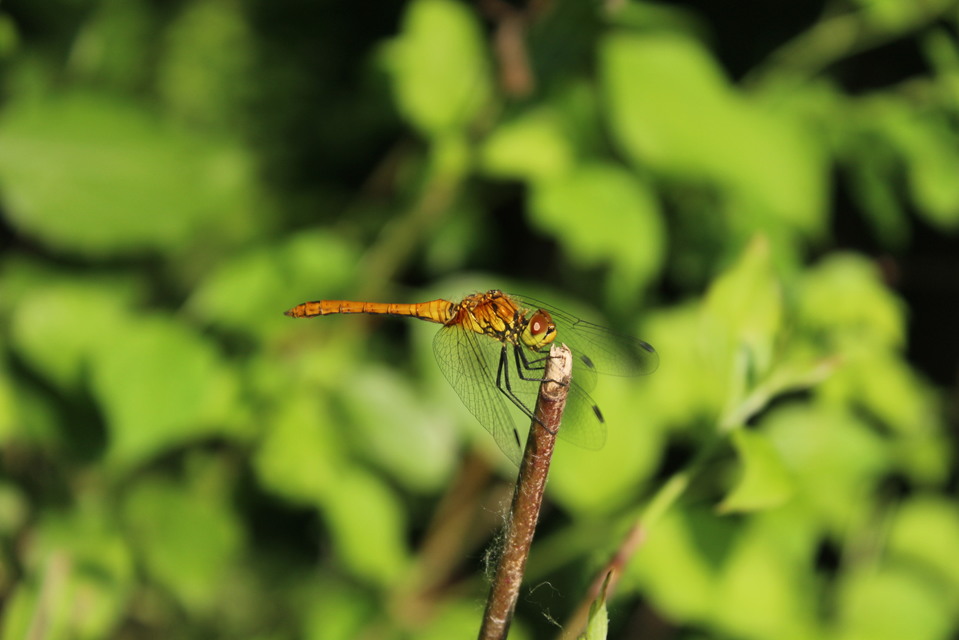 Sympetrum sanguineum - vörös katona-szitakötő