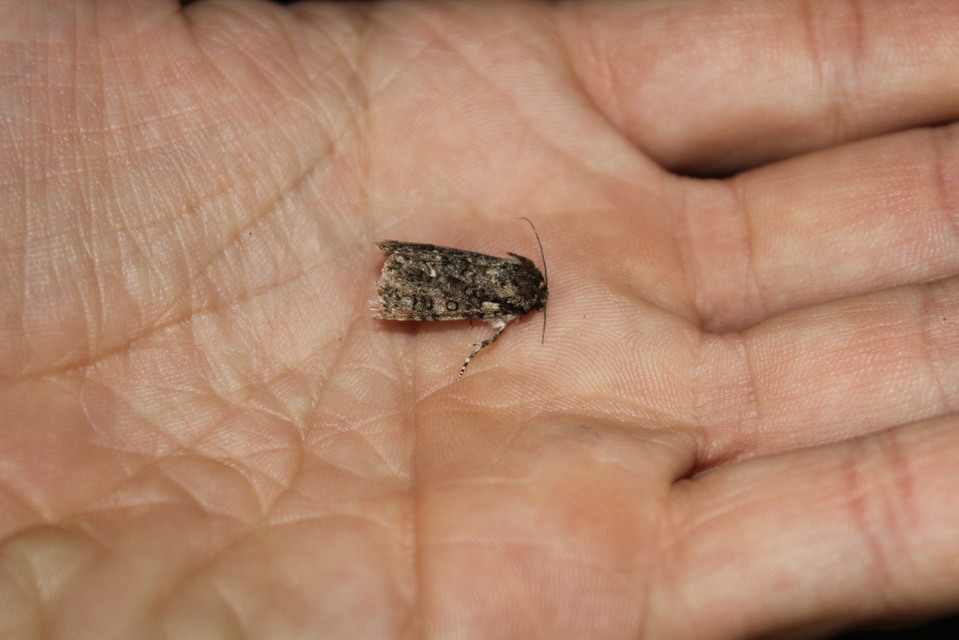 Acronicta rumicis - sóska-szigonyosbagoly