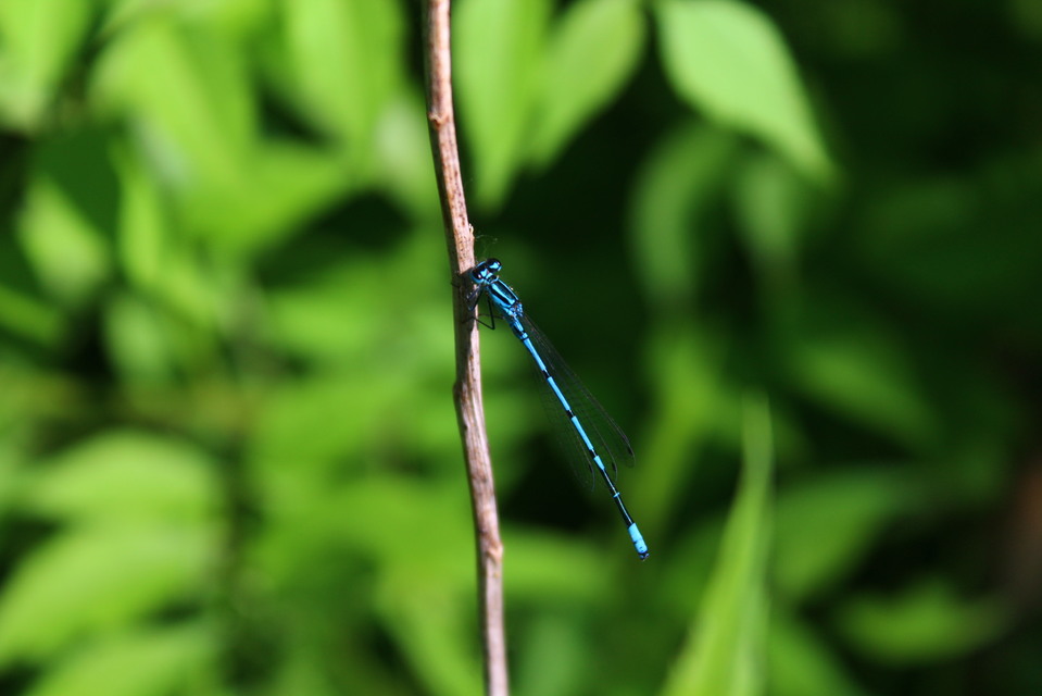 Coenagrion puella - azúrkék légivadász