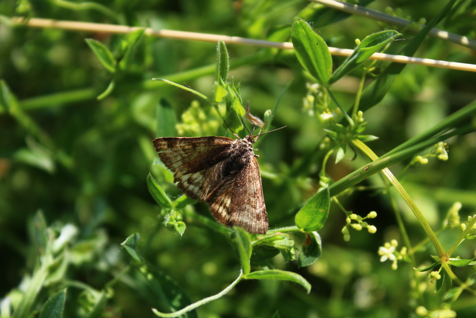 Euclidia glyphica - közönséges nappalibagoly