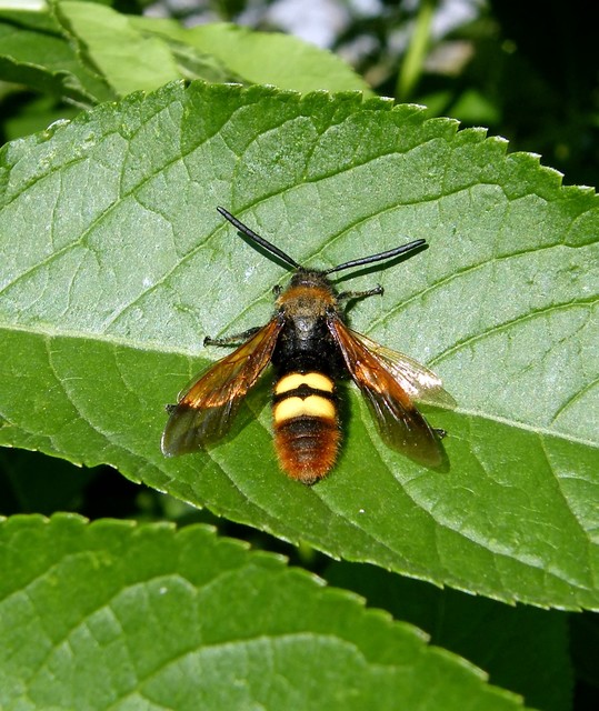 Megascolia maculata - óriás-tőrösdarázs