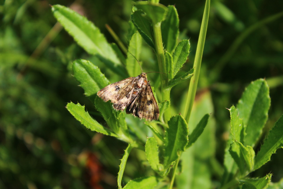 Heliothis adaucta - somkóróbagoly