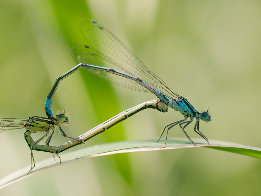 Coenagrion puella - azúrkék légivadász