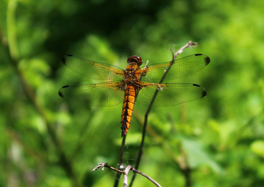 Libellula fulva - kisfoltos laposacsa