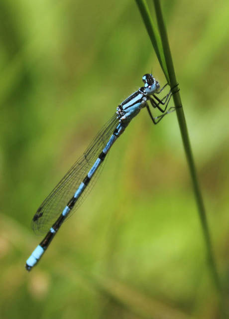 Enallagma cyathigerum - kéksávos légivadász