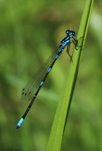Coenagrion pulchellum - karcsú légivadász