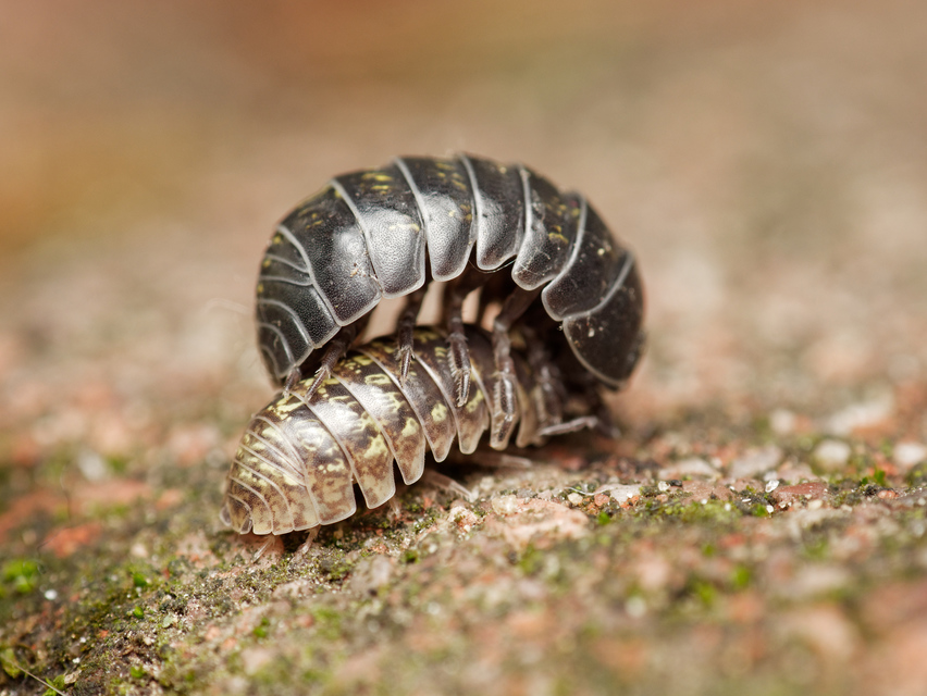 Armadillidium