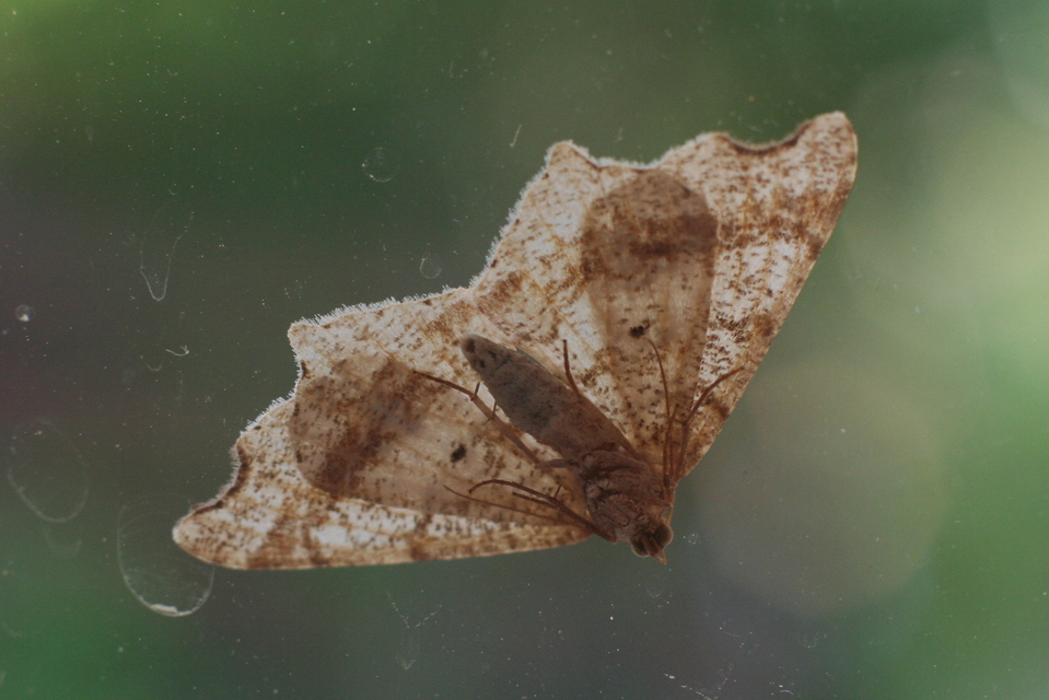 Macaria alternata - közönséges szürkearaszoló