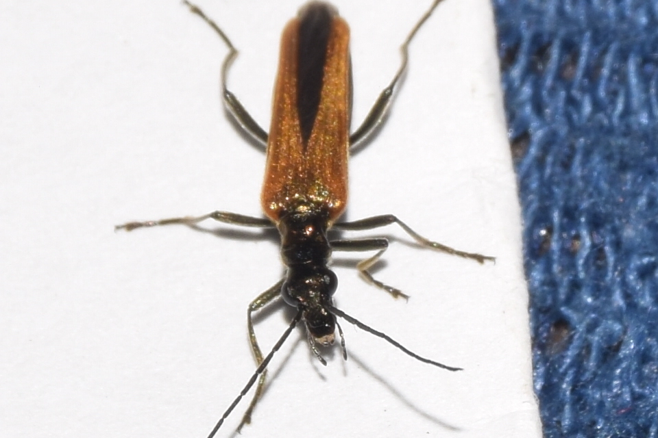 Oedemera femorata - sárgahátú álcincér