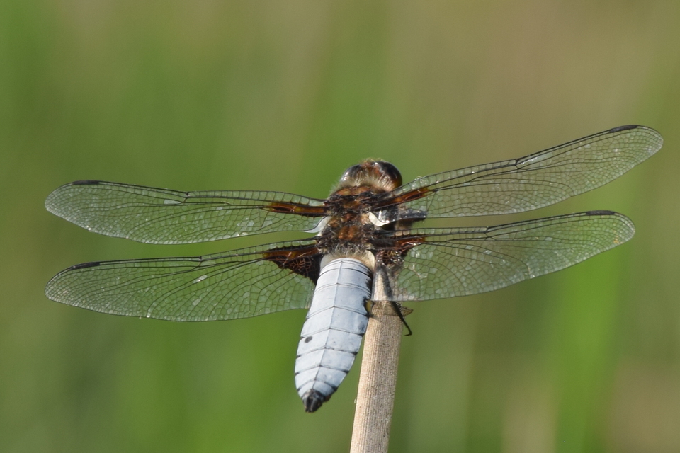 Libellula depressa - széles laposacsa