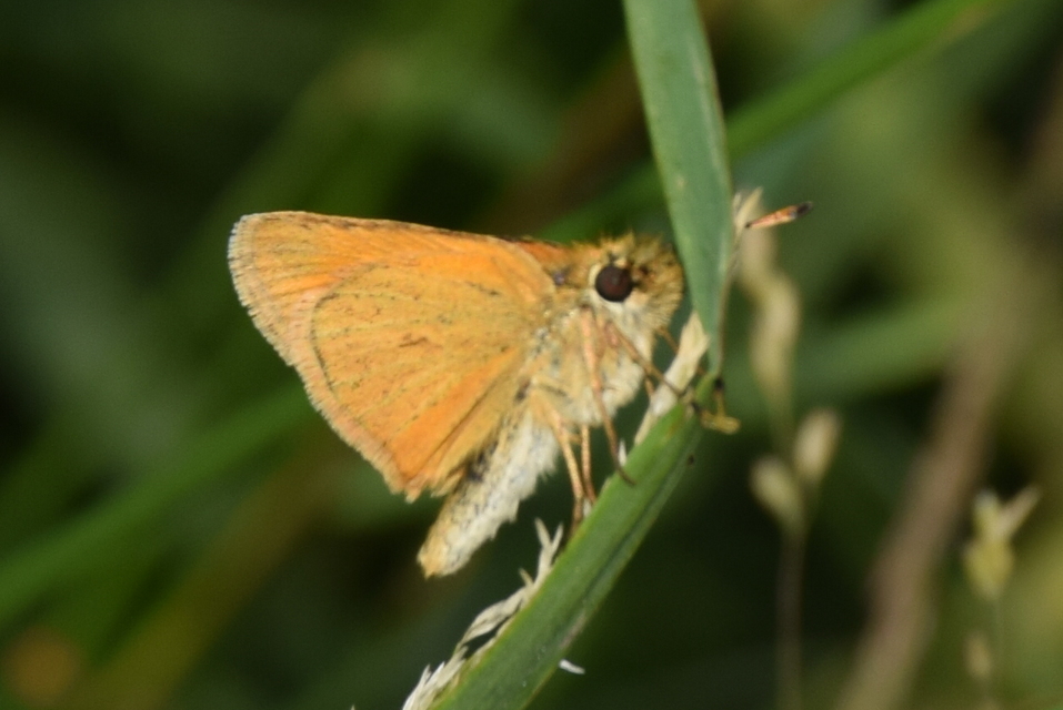 Thymelicus lineola - vonalas busalepke