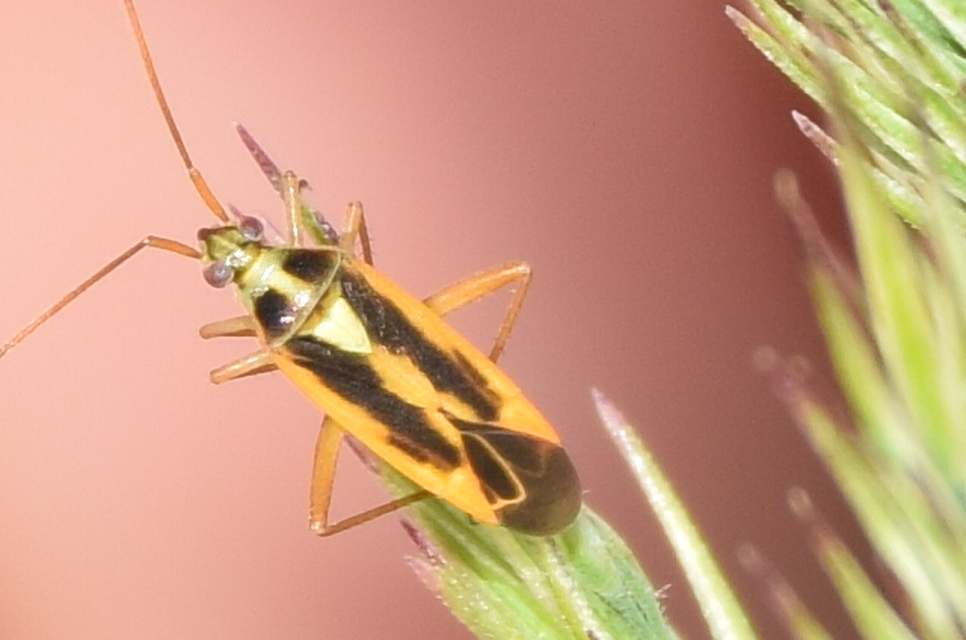 Stenotus binotatus - kétfoltos mezeipoloska
