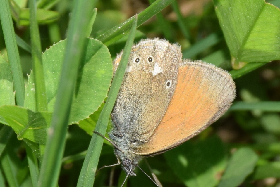 Coenonympha glycerion - közönséges szénalepke