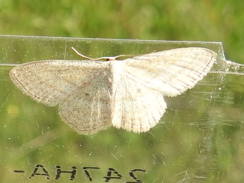 Scopula virgulata - vesszős sávosaraszoló