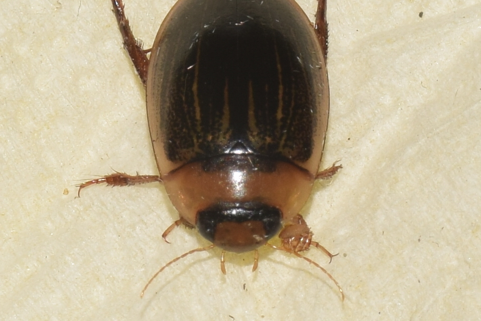 Hydaticus grammicus - déli mocsáricsíkbogár