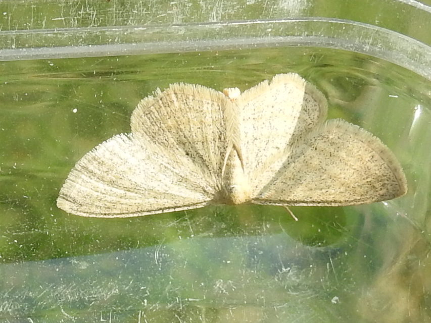 Scopula virgulata - vesszős sávosaraszoló