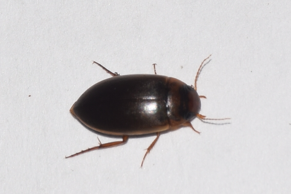 Liopterus haemorrhoidalis - rozsdás csíkbogár