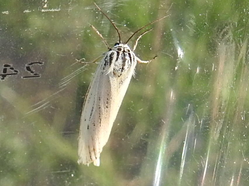 Spiris striata - csíkos molyszövő
