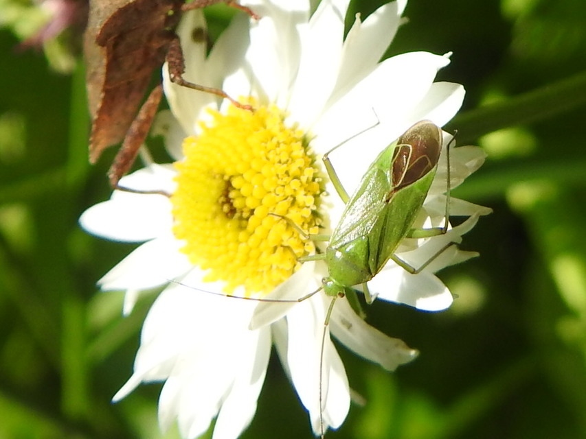 Calocoris affinis