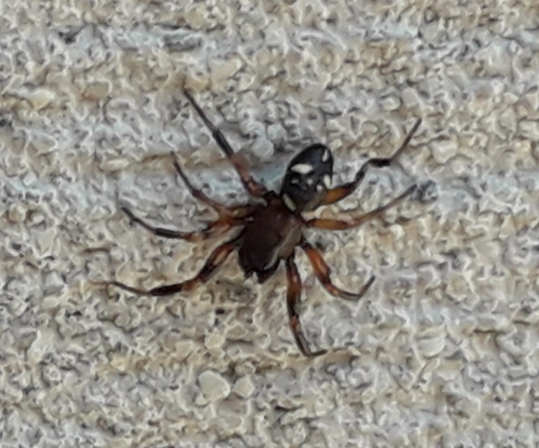 Asagena phalerata/meridionalis