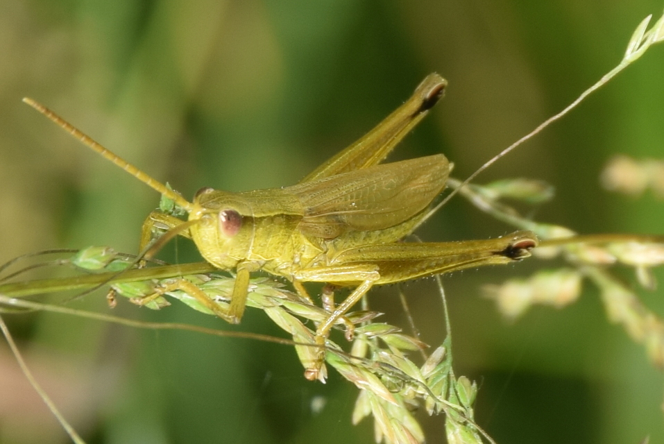 Chrysochraon dispar - aranyos sáska