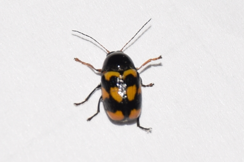 Cryptocephalus anticus - réti zömökbogár