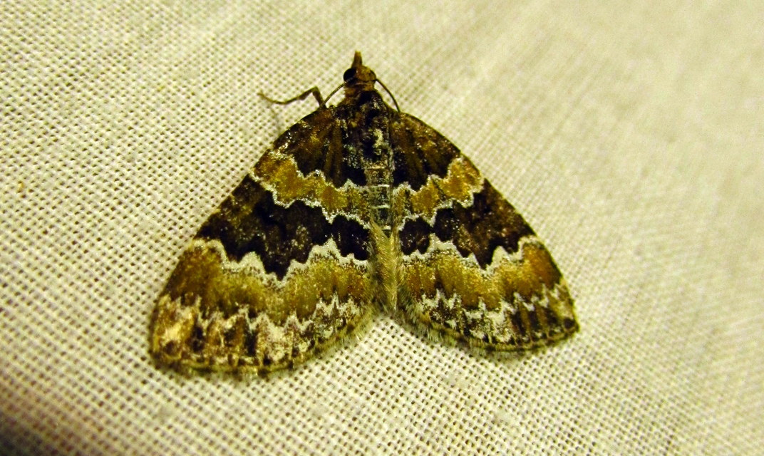 Electrophaes corylata - mogyoró-araszoló