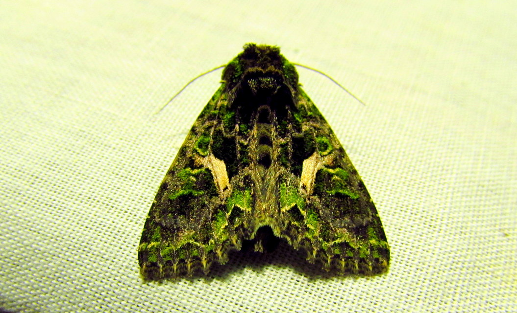 Trachea atriplicis - nyári zöldbagoly
