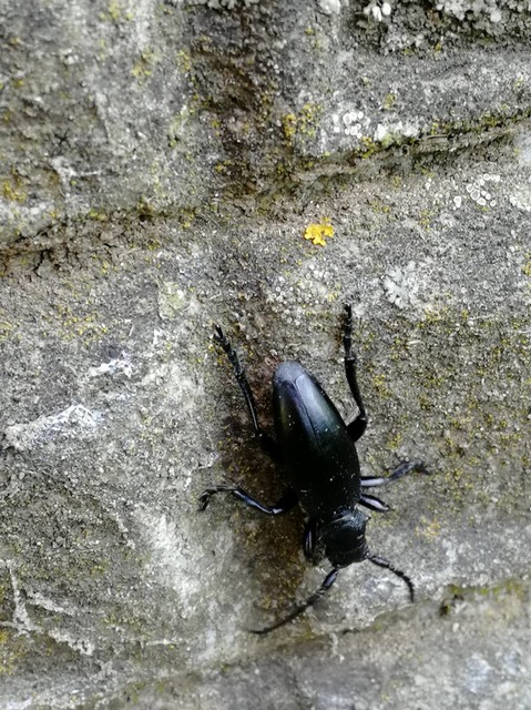 Dorcadion aethiops - fekete gyalogcincér