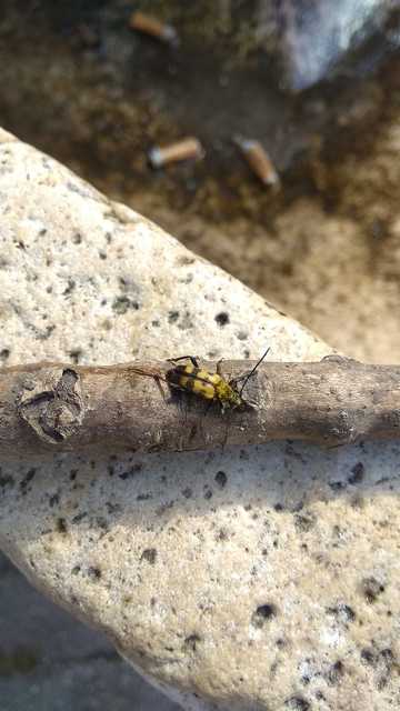 Pachytodes erraticus - rajzos virágcincér