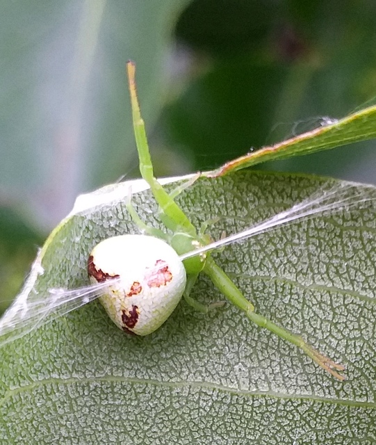 Ebrechtella tricuspidata - alakoskodó karolópók