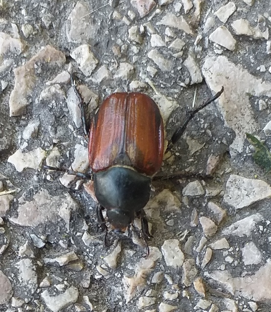 Anisoplia lata - széles szipoly Anisoplia lata - széles szipoly