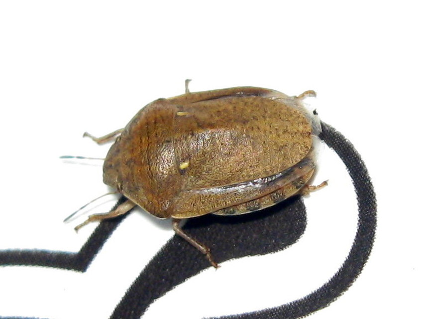 Eurygaster Eurygaster