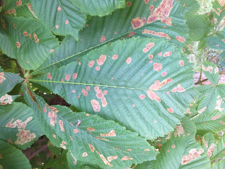 Cameraria ohridella - vadgesztenye-sátorosmoly