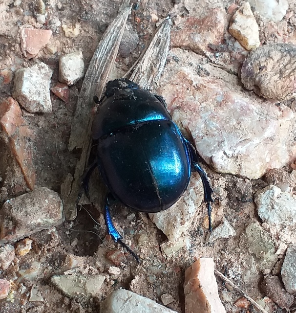 Trypocopris vernalis - tavaszi álganéjtúró