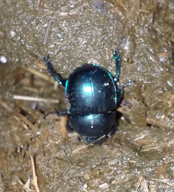 Trypocopris vernalis - tavaszi álganéjtúró