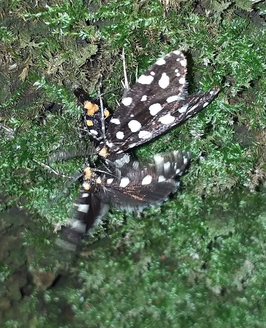 Euplocamus anthracinalis - fésűscsápú korhadékmoly