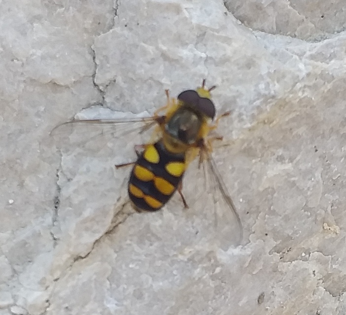 Eupeodes
