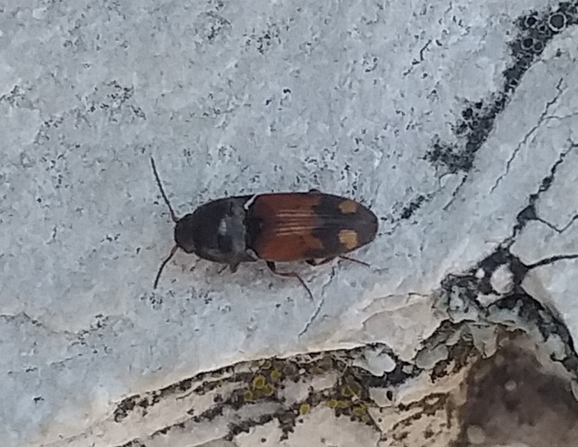 Drasterius bimaculatus - változékony pattanó
