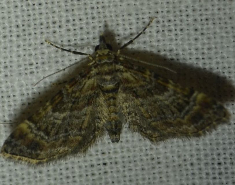 Gymnoscelis rufifasciata - vöröscsíkos törpearaszoló