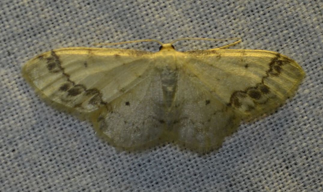 Idaea trigeminata - csúcsfoltos apróaraszoló